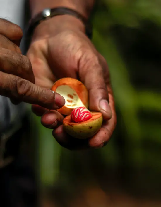 A person holds raw nutmeg seed, which is white and red, in its fruit covering, which is a light green.