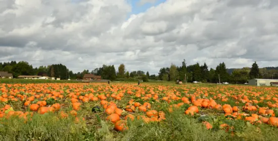 A green field fill of ripe orange pumpkins, and clouds overhead.