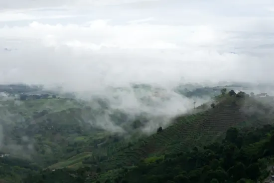 An aerial view of coffee farms with clouds among the hills.