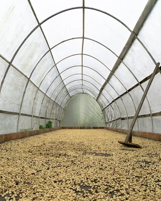 Coffee drying on a bed under a canopy. A rake leans against the side wall of the canopy, which reaches from floor to ceiling in an arch.
