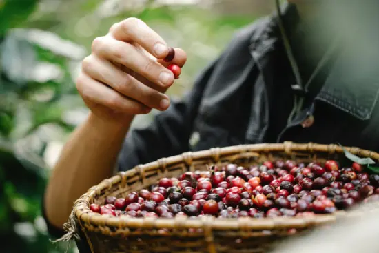 A hand holding up a coffee cherry above a basket of coffee cherries.