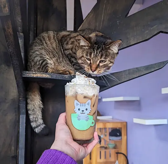 A person holds a drink cup up to cat perched on a ledge. The cat is a tabby. The cup has an image of a cat inside a mug.
