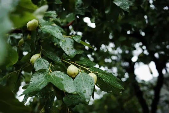 Jujube still green on a tree branch.