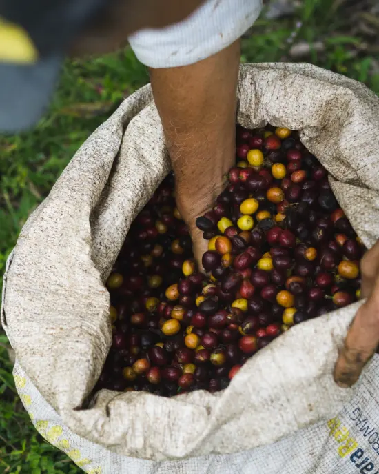 A bag of yellow and red coffee cherries.