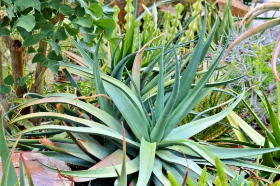 Close up of agave plants in the ground.