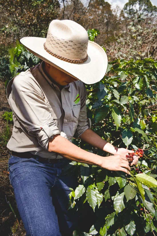 A coffee worker in a cowboy hat checks out coffee beans on the plant.
