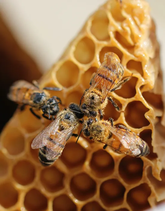 Four bees are gathered on a honeycomb.