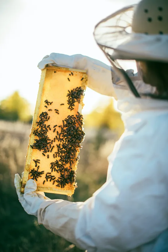 A person in beekeeping gear holds up  a large piece of honeycomb in their gloved hands. Bees are walking on it.