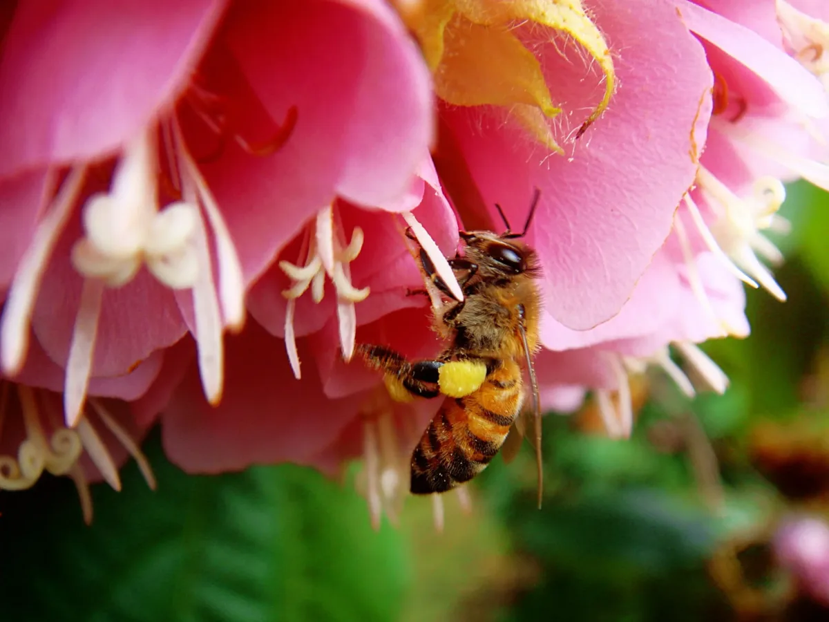 Bee on a pink flower.