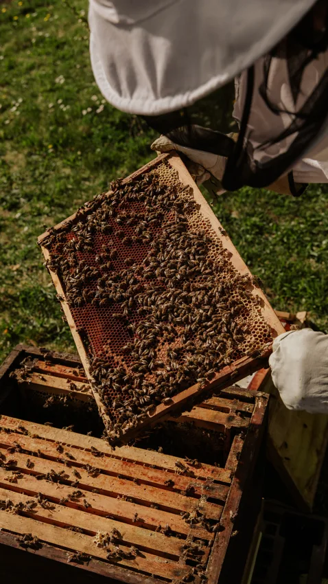 A wooden slat in a beehive is removed to expose the honeycomb.