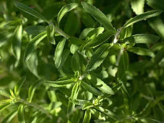 stevia plants