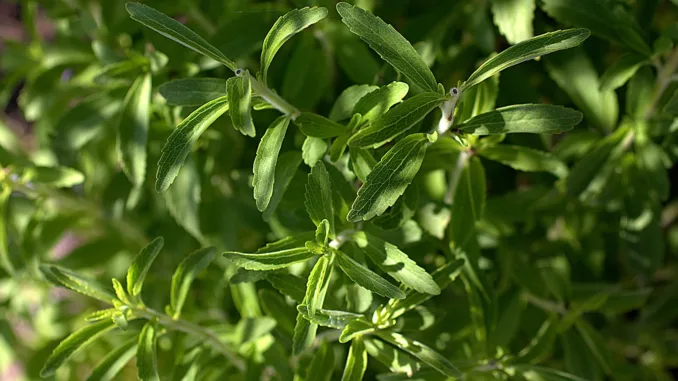 stevia plants