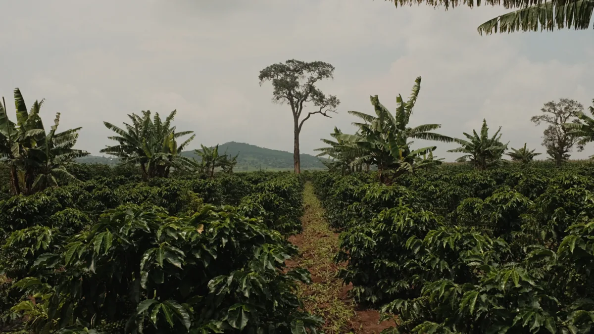 Songwe, Tanzania: Producers Growing Exceptional Coffees