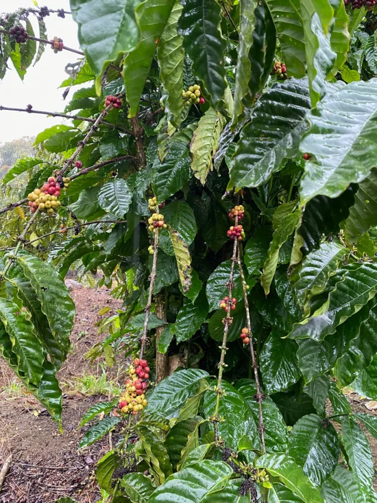 Coffee tree with rip and unripe cherries.