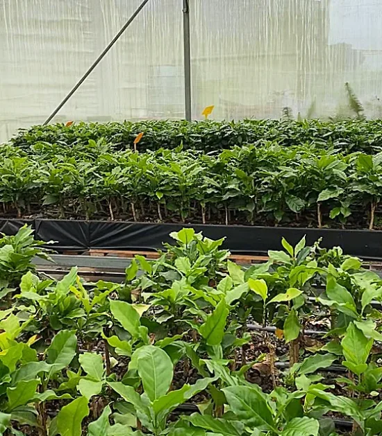 Tiny coffee plants inside a greenhouse.