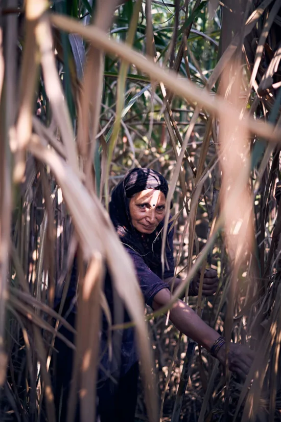 A woman stands in stalks of sugarcane that rise well above her head. She wears purple clothing and headscarf, and a bindi dot on her forehead.