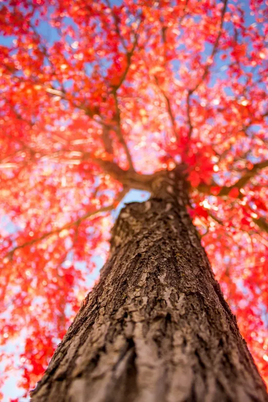 Looking up into the crown of a red-leafed maple tree from below.