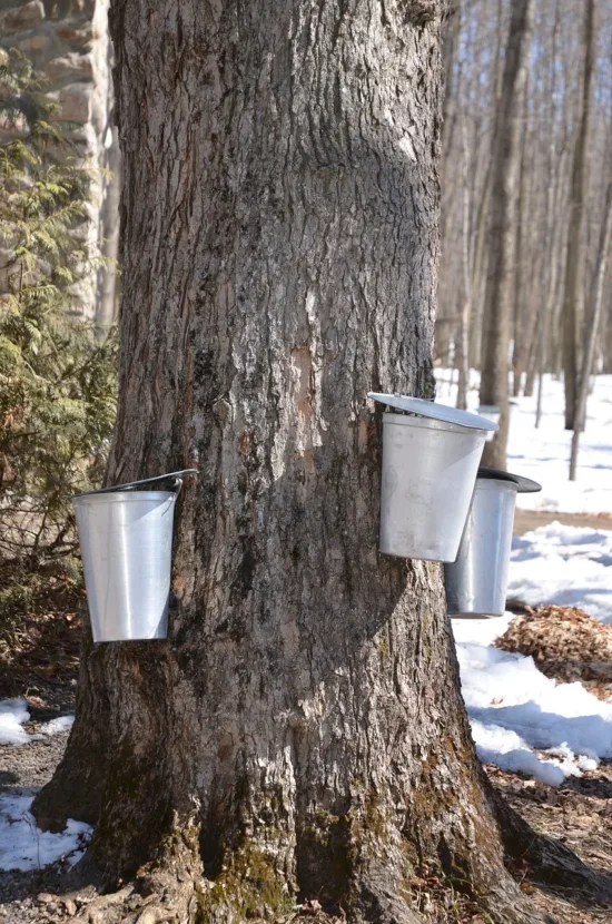 A tall maple tree with three buckets inserted into the bark to collect sap. There is snow on the ground.