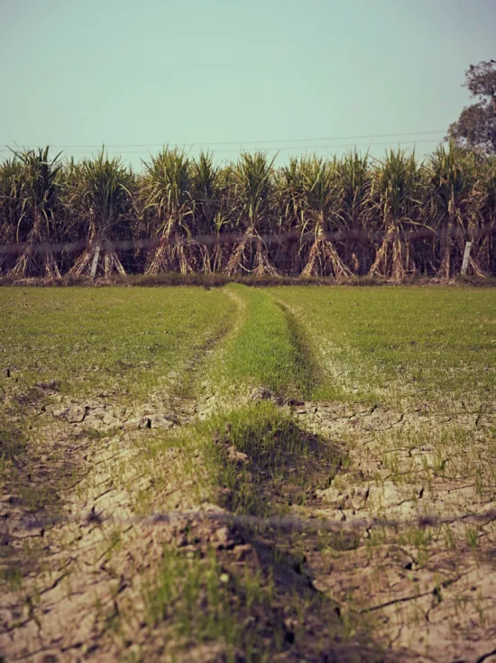 Tiny sugarcane seedlings, like yard grass, stretch out in front of rows of full-grown sugarcane.