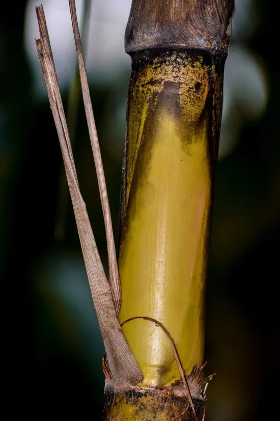 Close up of sugarcane, with thin yellowish bark and browned leaves. It has similar texture to bamboo.