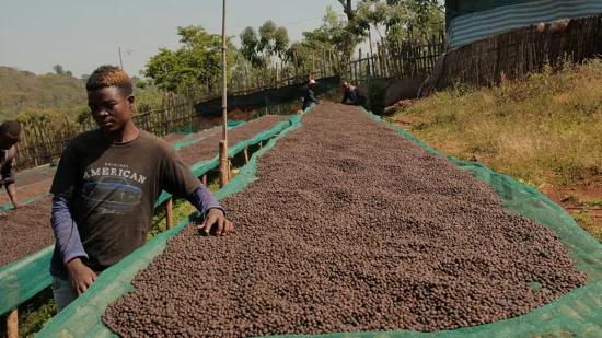 A young man stands by a raised coffee bed.