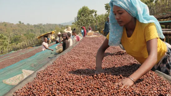 Women shuffle coffee cherries on a drying bed.