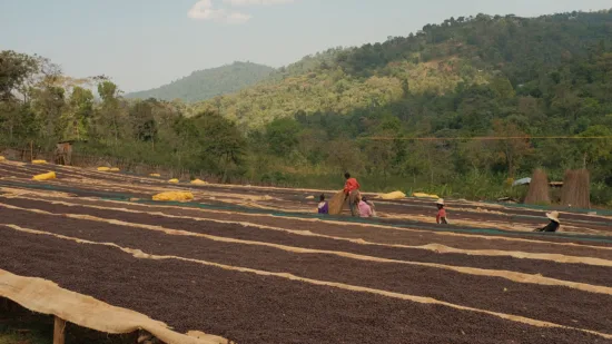 Long rows of raised coffee beds, with people and forest in the background.