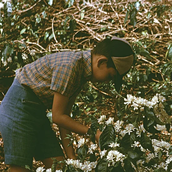 A child looking at coffee flowers in a grainy film medium.