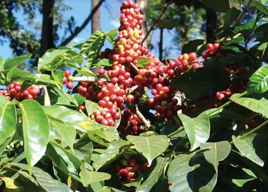 Bunches of coffee cherries on a tree, mostly red. 