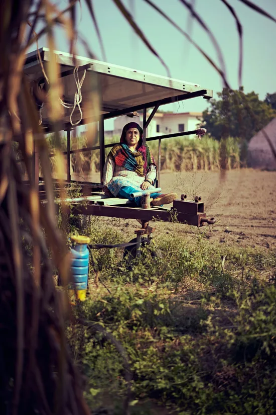 Woman sits on the back of a trailer in a sugarcane field.