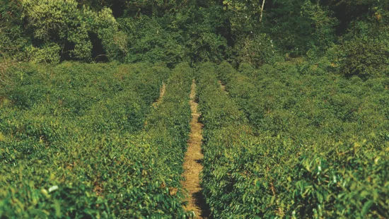 Rows of vibrant green coffee trees on the farm stretch to the forest edge.