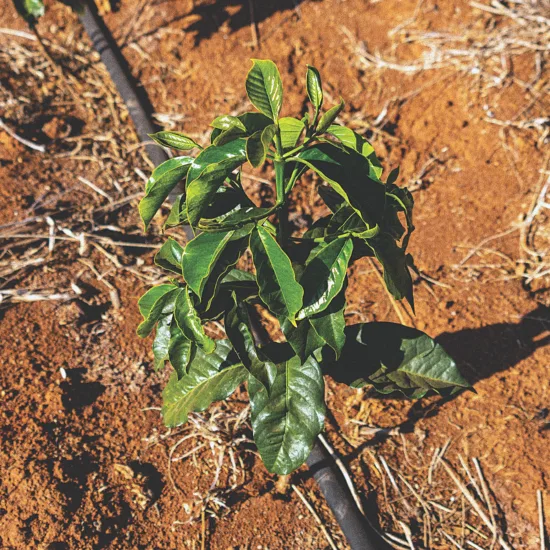 A growing coffee plant in the dirt.