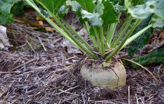 Beet in the ground. 