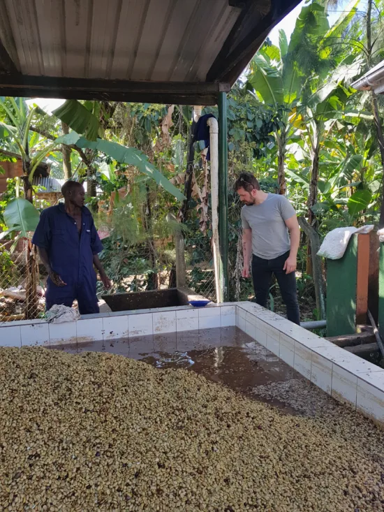 Nikola and producer by a fermenting coffee crop.