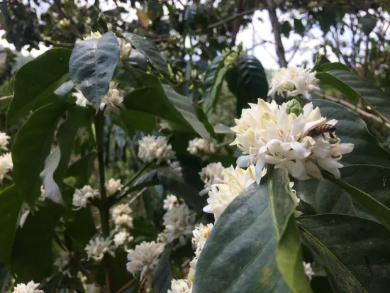 A small honeybee buried inside a white coffee flower trying to get at nectar. Many more white flowers fot the coffee tree branches.