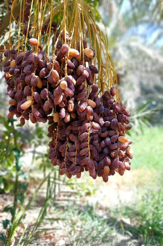 Dates in yellow to dark red hues hang along low branches.