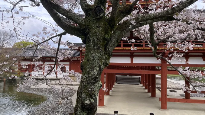 Japanese garden with a cherry blossom tree and traditional wooden building.