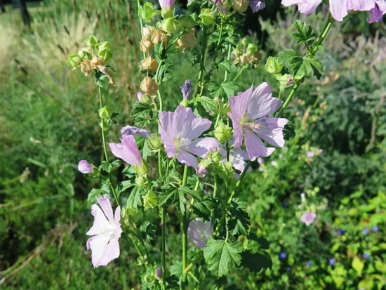 Slightly different coloring on mallow plants: these are a light purple with whitish centers, surrounded by other flowers in a park.