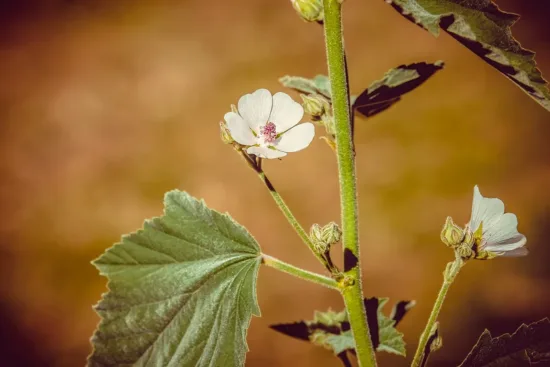 White blossoms on a mallow plant. They have pink centers and slightly fuzzy stalks.