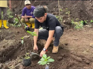 A man plants a small coffee seedling in the ground.