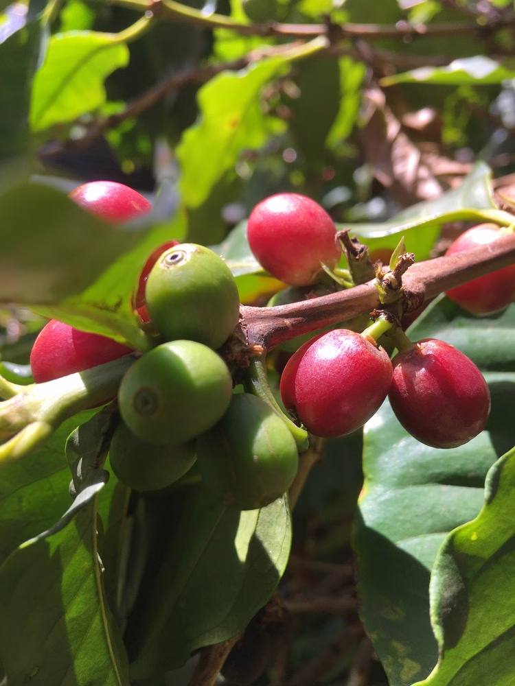 The Insider 29/08/25: un primer plano de una planta de café.